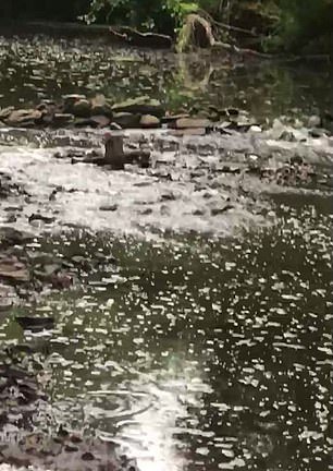 英国_社会|英国女子去河边遛狗，意外发现河里有数万条死鱼，恶臭难掩