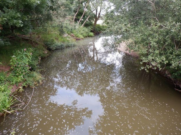 英国_社会|英国女子去河边遛狗，意外发现河里有数万条死鱼，恶臭难掩