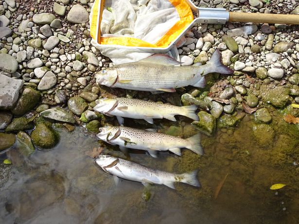 英国_社会|英国女子去河边遛狗，意外发现河里有数万条死鱼，恶臭难掩