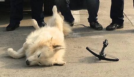 出事了 陆川一男子用弓弩射毒针偷狗 陆川 摩托车