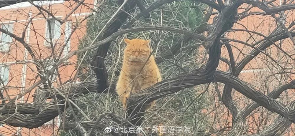 高校|好久不见！昌平高校返校图记