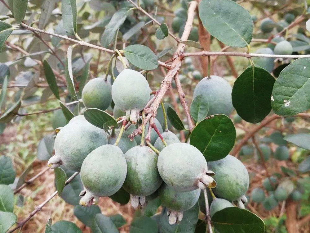 菲油果|长得像牛油果，80元一斤，引入国内不久，会成下个种植热门吗？