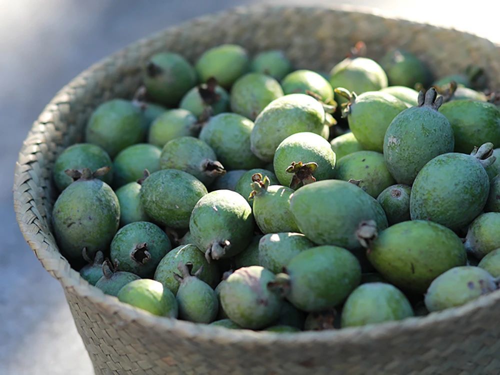 菲油果|长得像牛油果，80元一斤，引入国内不久，会成下个种植热门吗？