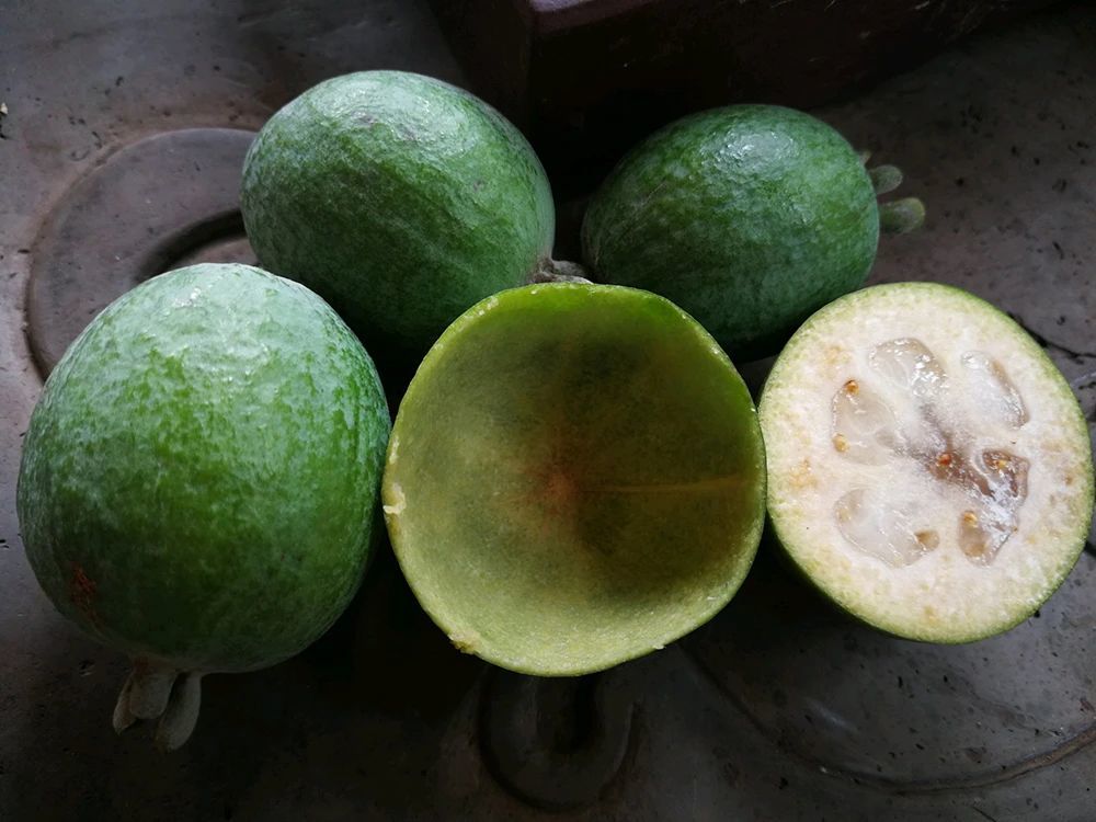 菲油果|长得像牛油果，80元一斤，引入国内不久，会成下个种植热门吗？