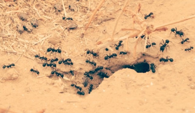 小小蚂蚁之身,忠诚蚂蚁之情,蚂蚁的精,气,神!