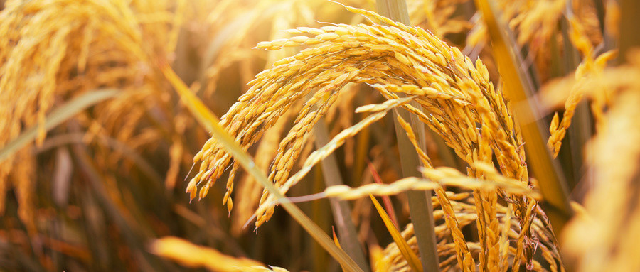 浇水|麦子浇灌要多少用水量？不要再做错了，水分没控制一切都白搭！