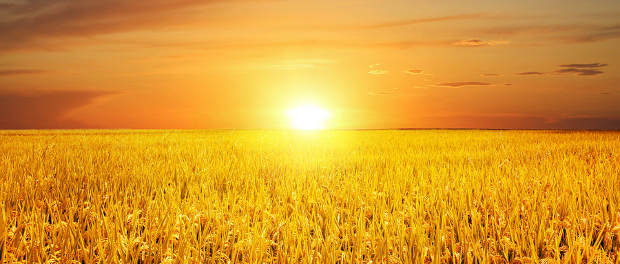 浇水|麦子浇灌要多少用水量？不要再做错了，水分没控制一切都白搭！