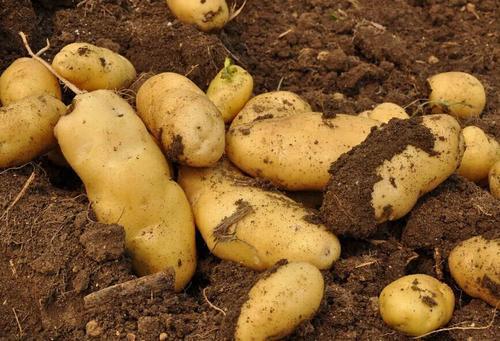 土豆被定义为地球“未来的粮食”？但这2种吃法，太伤身