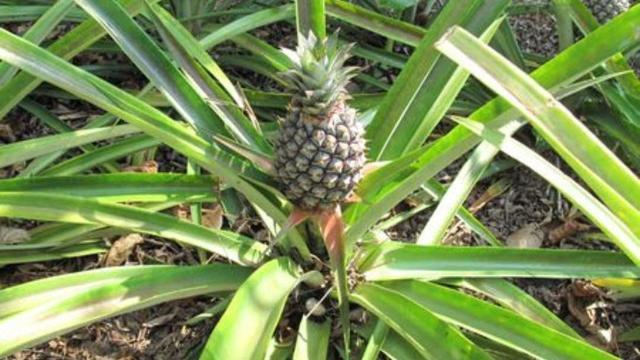 民间故事:麻达和凤姑娘的传说_腾讯新闻