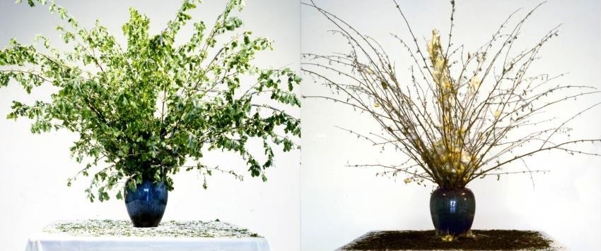 安藤忠雄|安藤忠雄设计的这颗“蛋”里，繁花盛开，暗藏玄机