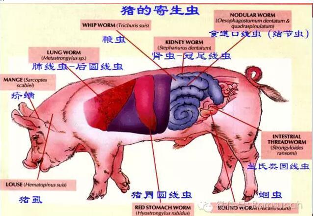秋季是养猪的黄金时期 抓住 这3点 轻松养好猪 多赚钱 腾讯新闻
