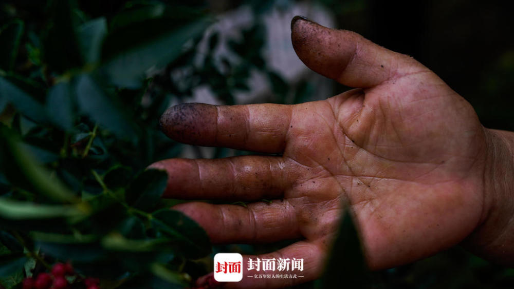 抢农时采花椒满手是伤 四川汉源椒农:麻味不够就抿下手指