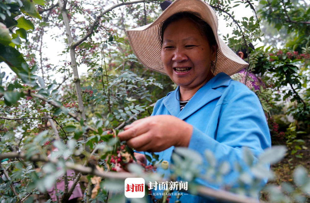 抢农时采花椒满手是伤 四川汉源椒农:麻味不够就抿下手指