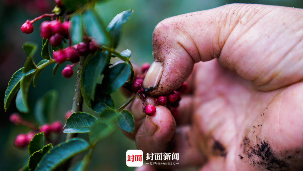 抢农时采花椒满手是伤 四川汉源椒农:麻味不够就抿下手指