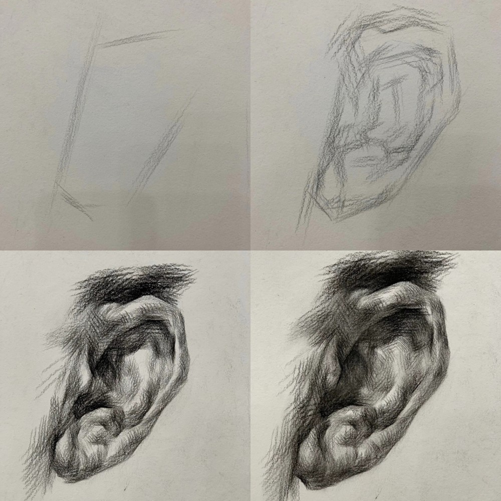 耳朵大小形状较不规范,大多为圆,椭圆,长厅形和三角形几种,对称长在