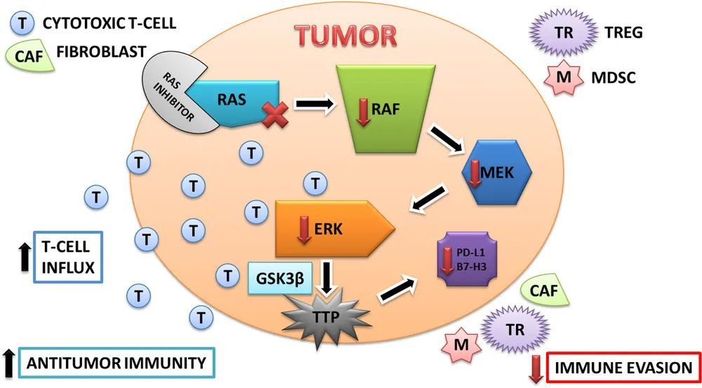 靶向RAS增强免疫检查点疗法的抗癌活性