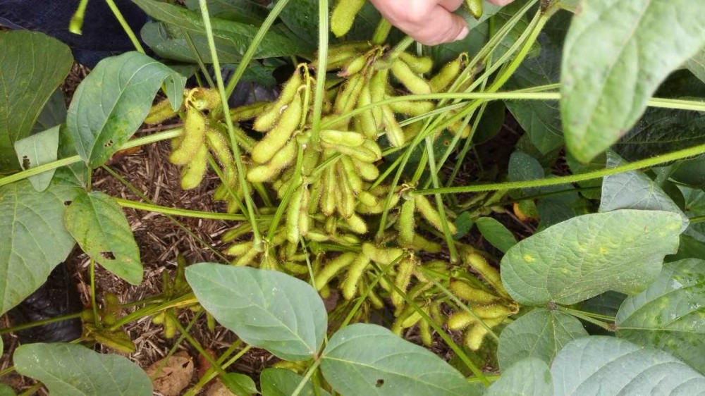 大豆|亩产600斤的豆农都是怎么做的？现在知道还不晚！