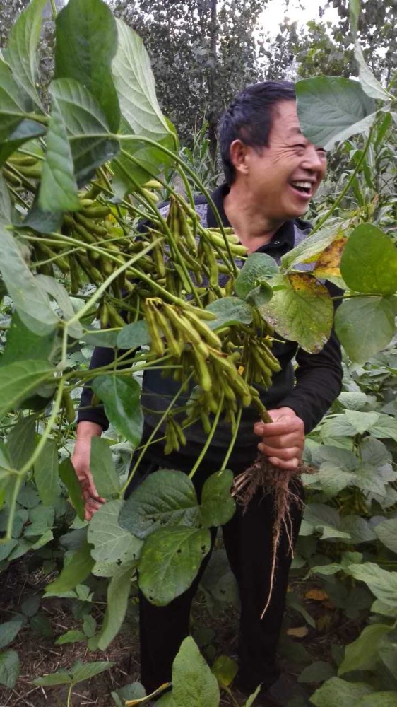 大豆|亩产600斤的豆农都是怎么做的？现在知道还不晚！