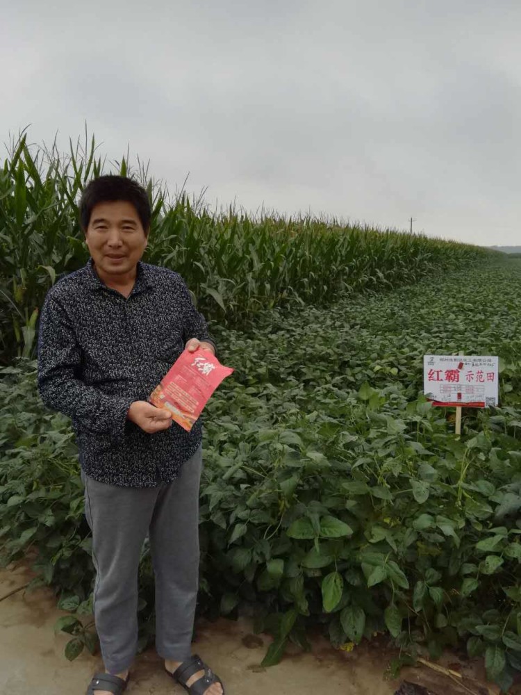 大豆|亩产600斤的豆农都是怎么做的？现在知道还不晚！