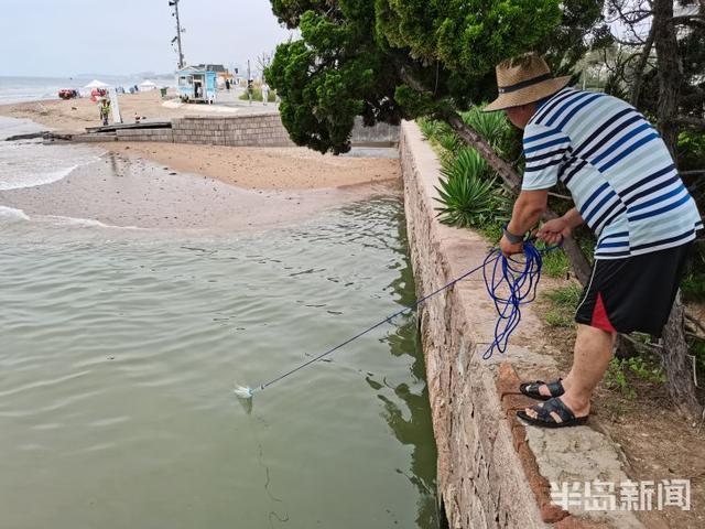 8月11日上午,青島石老人海水浴場漲潮,一名市民正在撒網捕魚,一網下去