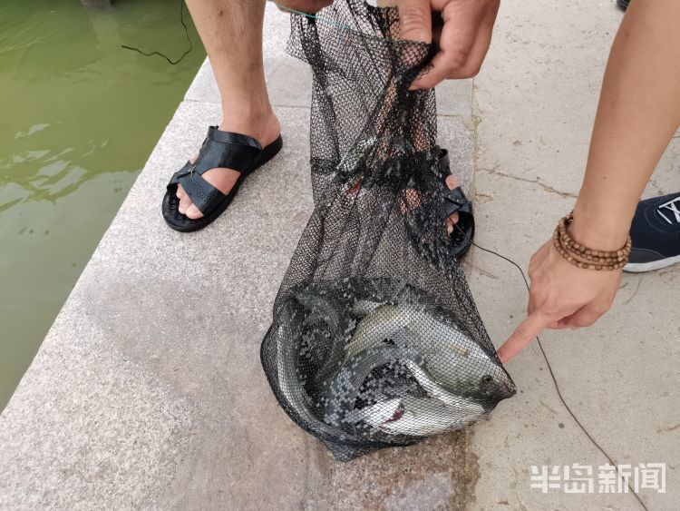 石老人海水浴場漲潮市民撒網捕魚獲大豐收