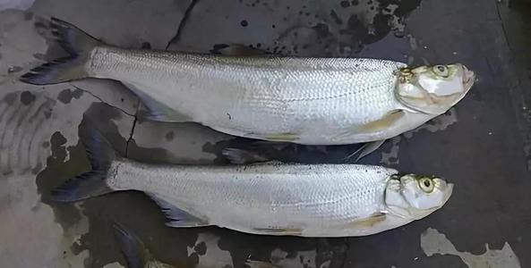 夏末初秋野钓翘嘴青梢正当时记住这几点技巧让你分分钟爆护