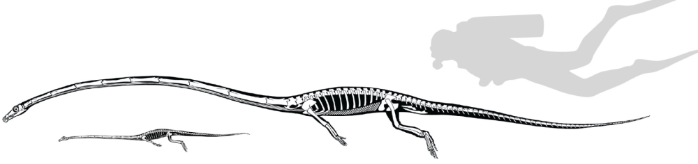 tanystropheus|又一个考古谜题被解开