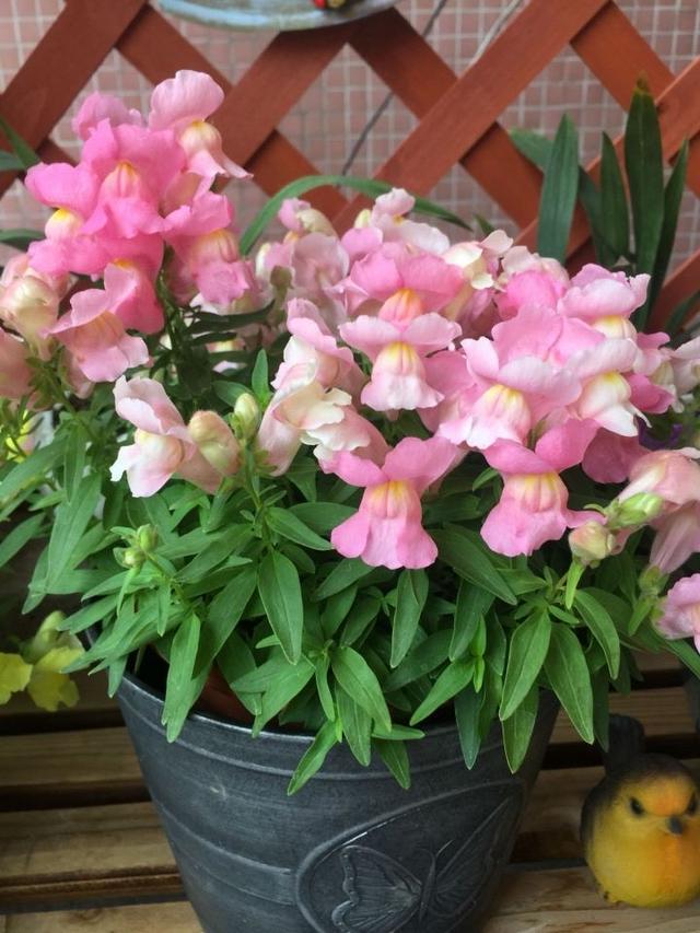 2种花 一粒种子种出一大盆 花色丰富 开花数不清 金鱼草 花卉