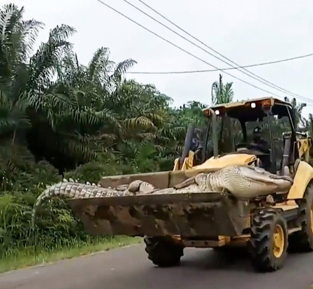 印尼人兴高采烈猎杀半吨重50岁鳄鱼将头单独埋葬巨鳄已无牙不会伤人