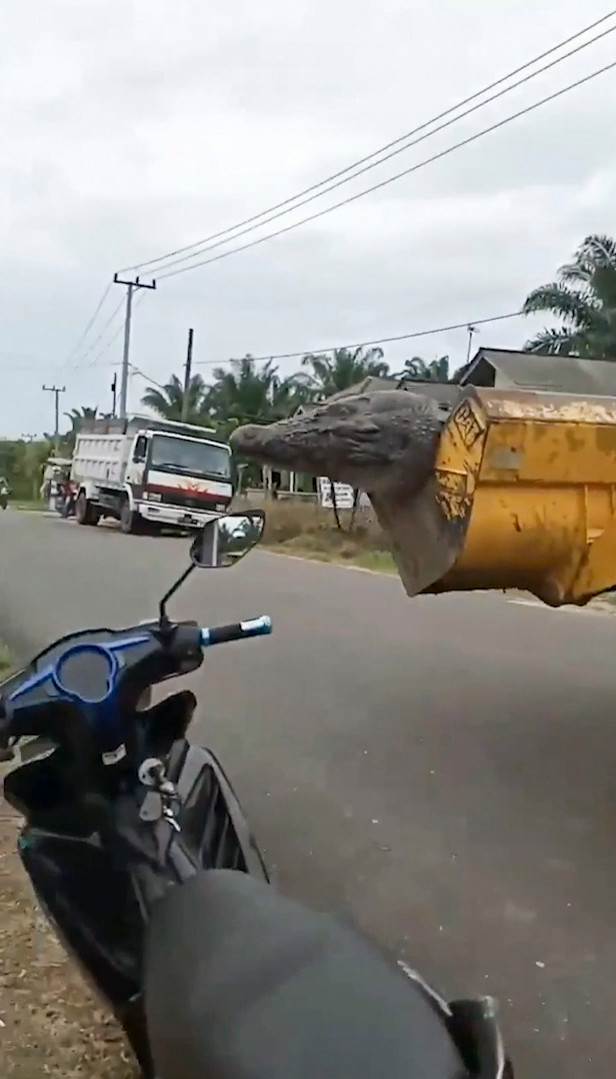 印尼人兴高采烈猎杀半吨重50岁鳄鱼将头单独埋葬巨鳄已无牙不会伤人