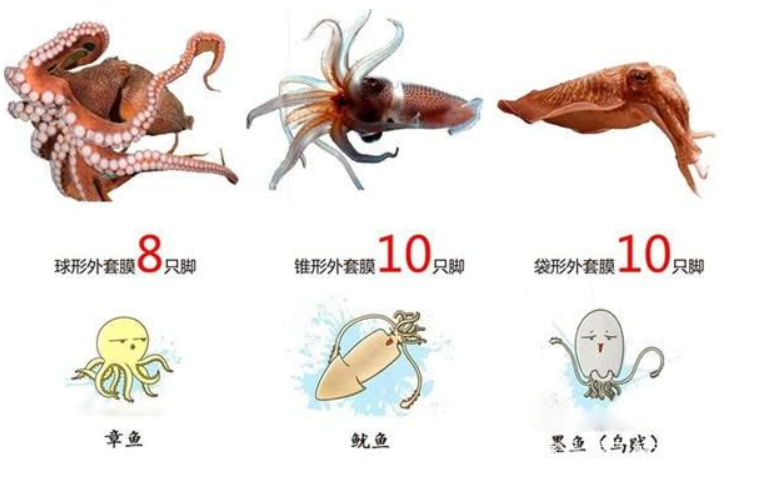 神奇男子路边救下一只小猫咪带回去发现是美洲狮