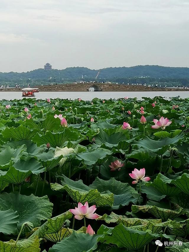 手机拍花 西湖荷花进入盛开时 西湖 荷花