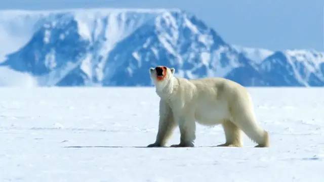 北极|短短不到三分钟，竟然把我看哭了