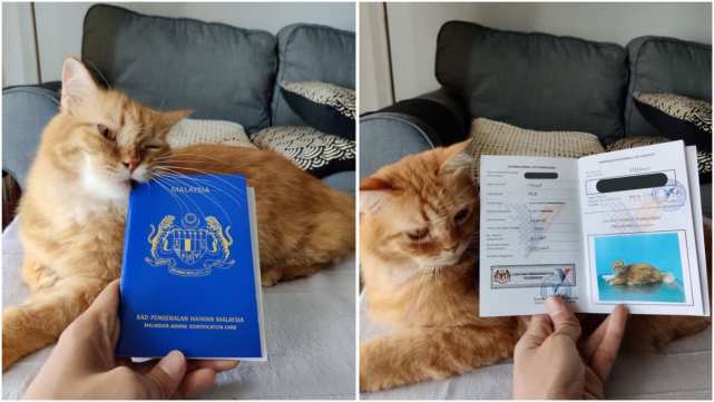 宠物猫登记为公民马来西亚国宠物护照掀热议