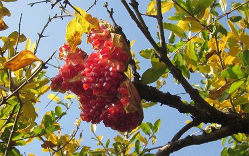 石榴|进入秋季，石榴管理要做好这些事，以防“裂果”和产量品质下降