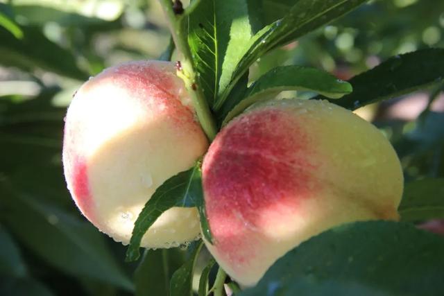 这个 水果村 太香香香 了 还能住在 名人 家 腾讯新闻