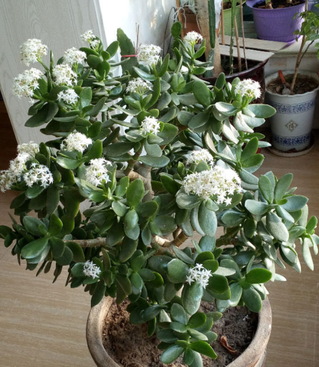 很浅,都是须根,毛细根,喜干燥透气的环境,怕积水闷根,如果花盆太大