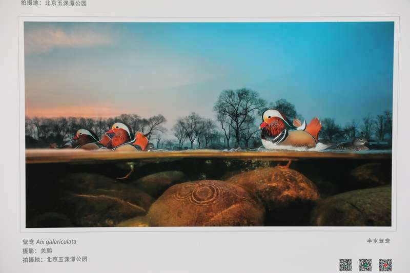 北京玉渊潭公园|北京玉渊潭公园举办野生动物生态摄影展