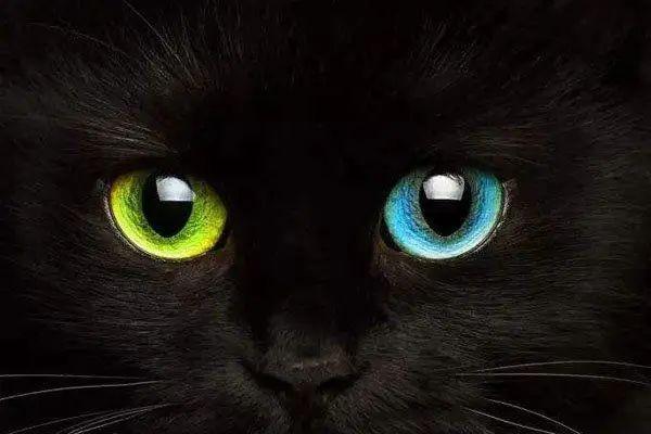 而变异而来的异瞳猫咪,多数是因为患上虹膜异色症它可能会使猫咪患有