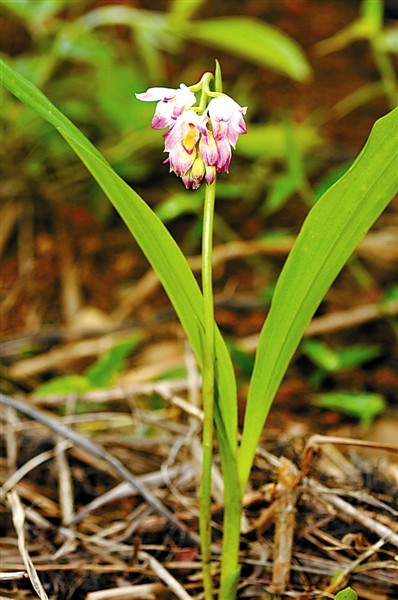 雅长 全球兰科植物热点 腾讯新闻