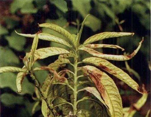 植物缺钙的症状图片图片