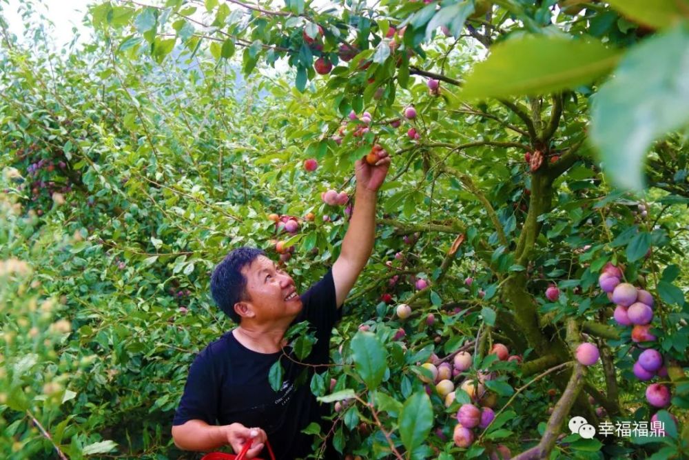 从杨仁富的口中,我们得知,从其爷爷那辈开始,他们家便以种植水果为业