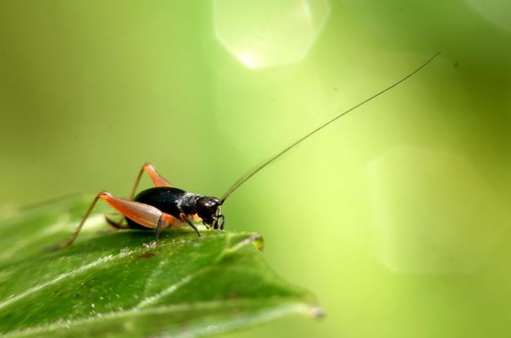 古诗文|【诗词鉴赏】古诗文中的蟋蟀，听！是蟋蟀在鸣叫！
