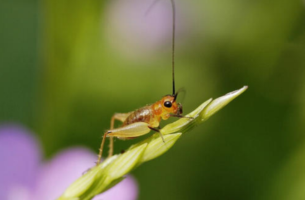 古诗文|【诗词鉴赏】古诗文中的蟋蟀，听！是蟋蟀在鸣叫！