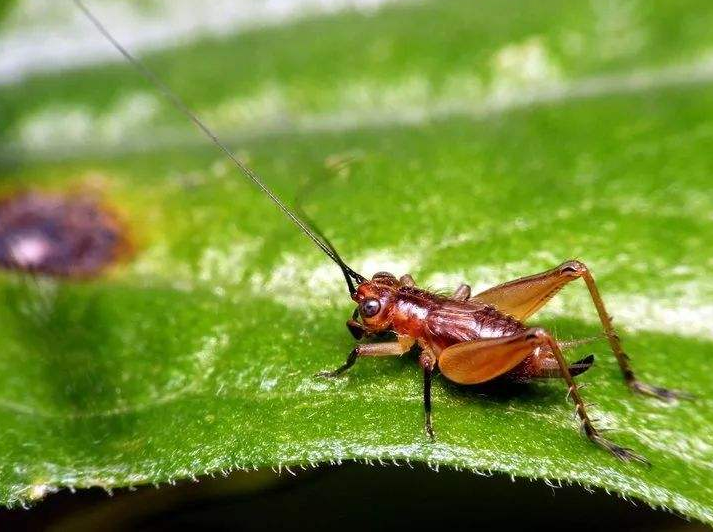 古诗文|【诗词鉴赏】古诗文中的蟋蟀，听！是蟋蟀在鸣叫！