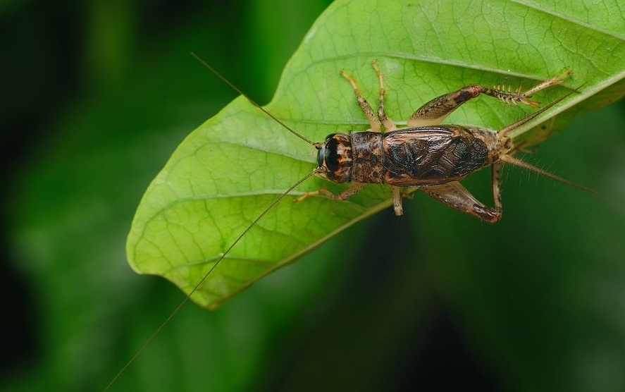 古诗文|【诗词鉴赏】古诗文中的蟋蟀，听！是蟋蟀在鸣叫！