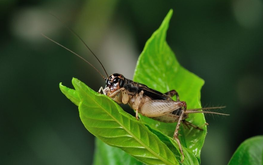 古诗文|【诗词鉴赏】古诗文中的蟋蟀，听！是蟋蟀在鸣叫！