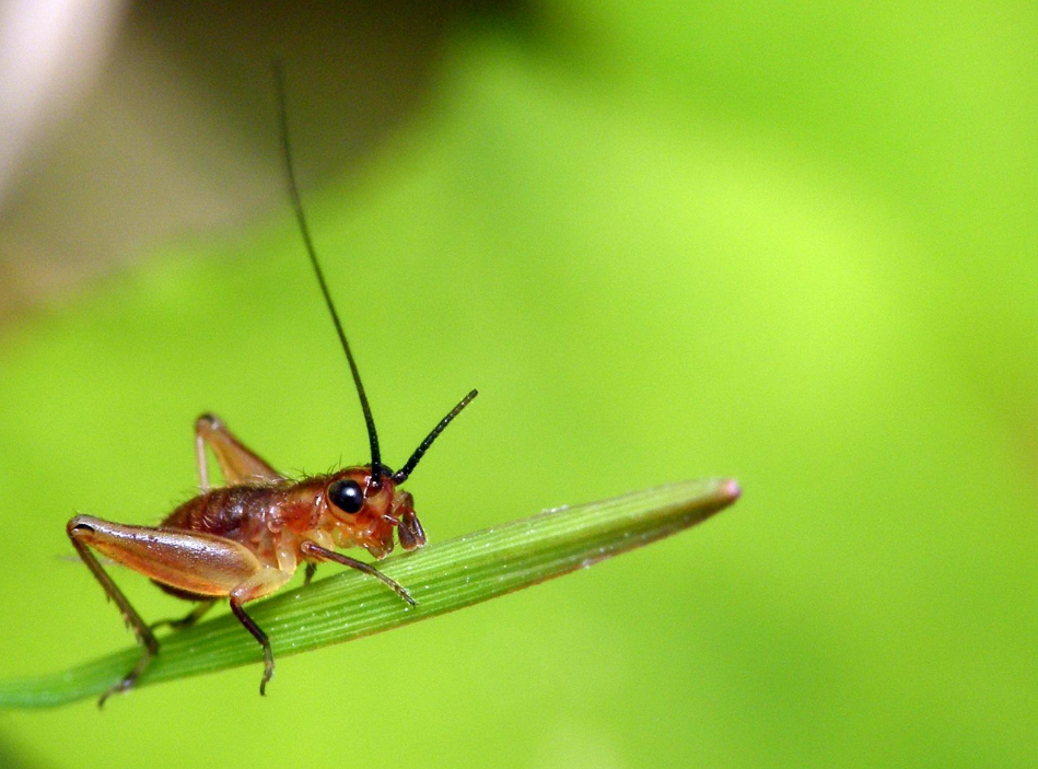 古诗文|【诗词鉴赏】古诗文中的蟋蟀，听！是蟋蟀在鸣叫！