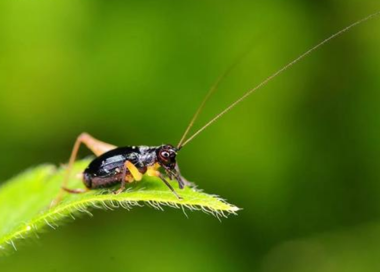 古诗文|【诗词鉴赏】古诗文中的蟋蟀，听！是蟋蟀在鸣叫！