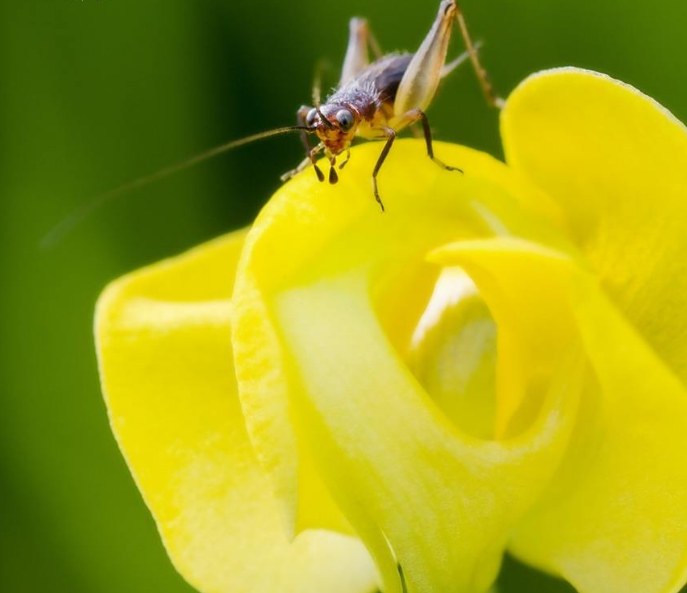 古诗文|【诗词鉴赏】古诗文中的蟋蟀，听！是蟋蟀在鸣叫！